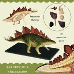 Anatomy of a Stegosaurus